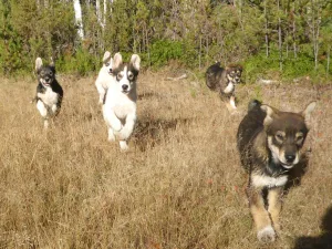 Sled dog puppies running through golden grass toward the camera