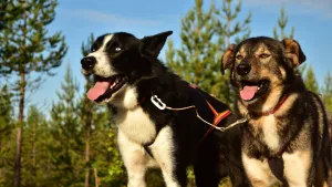 Two sled dogs in red harnesses panting in a sunlit pine forest