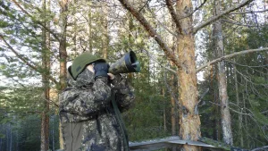 Guest in camouflage gear blowing a moose call from a wooden hunting platform in a pine forest