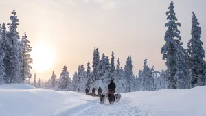 Dog sled teams traveling through a snow-laden forest as the low winter sun glows through the trees