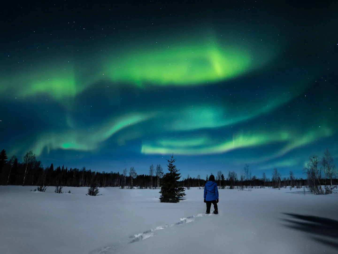 Person in a blue winter jacket standing in deep snow watching vivid green northern lights above a forest