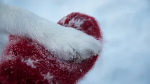 Close-up of a sled dog's snowy paw resting in a gloved hand wearing a red knitted mitten