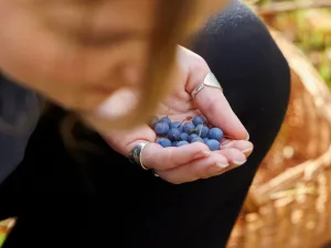 Close-up of wild bilberries in an open palm beside a wicker foraging basket