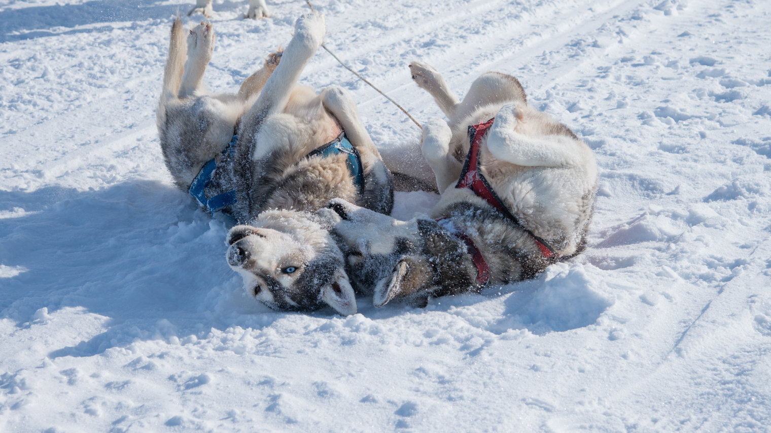 Roling In The Snow Winterdog