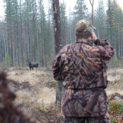 Moose Calling