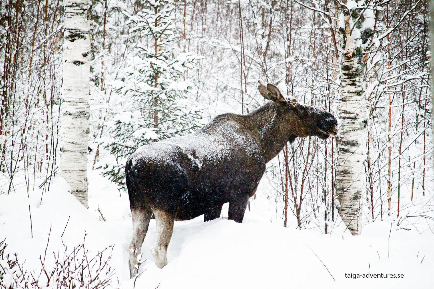 Wildlife Photo Moose