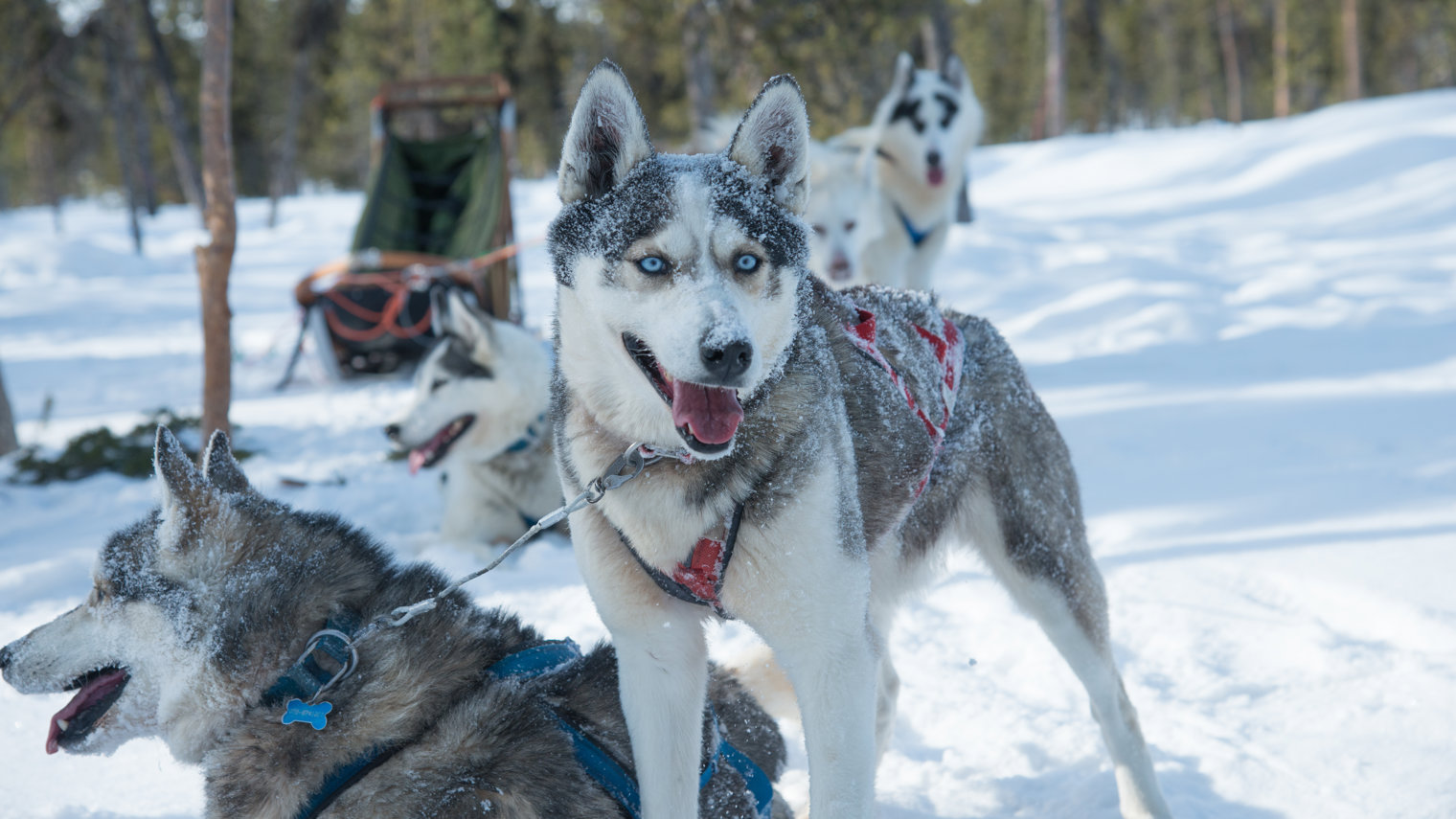 Hubble Winterdog
