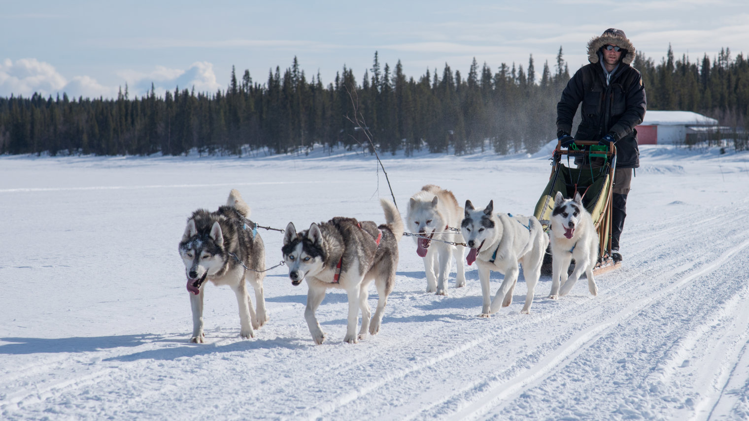 Huskytour Winterdog