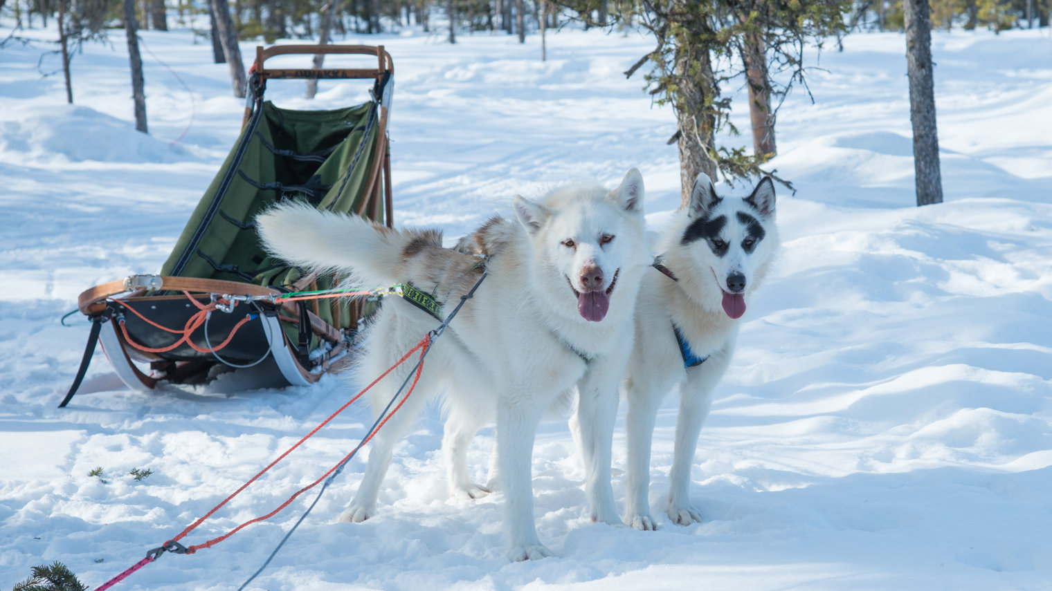 Canadian Eskimo Dogs Winterdog