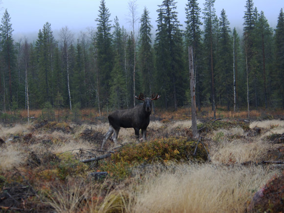 Moose 1