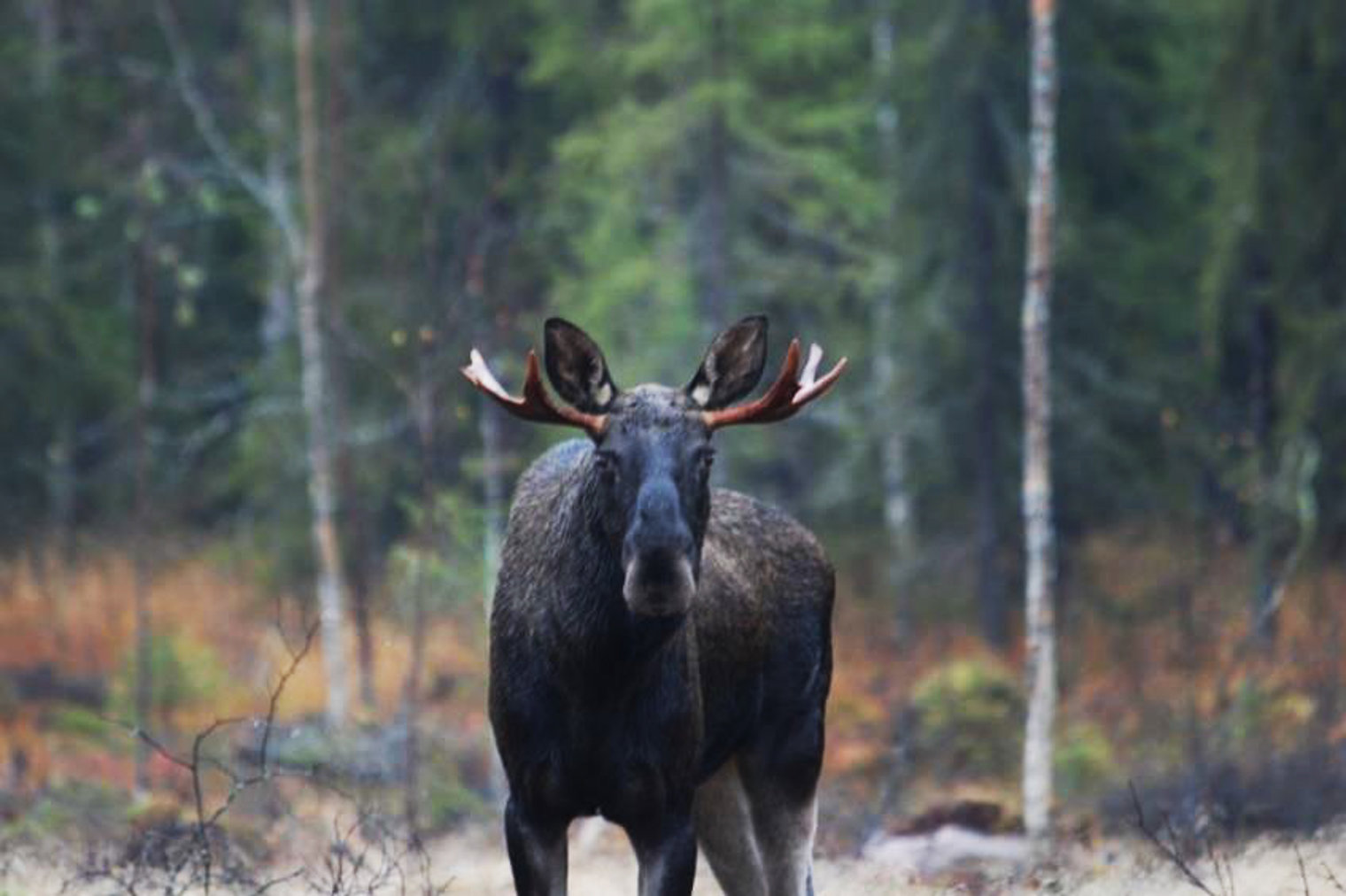 Moose2