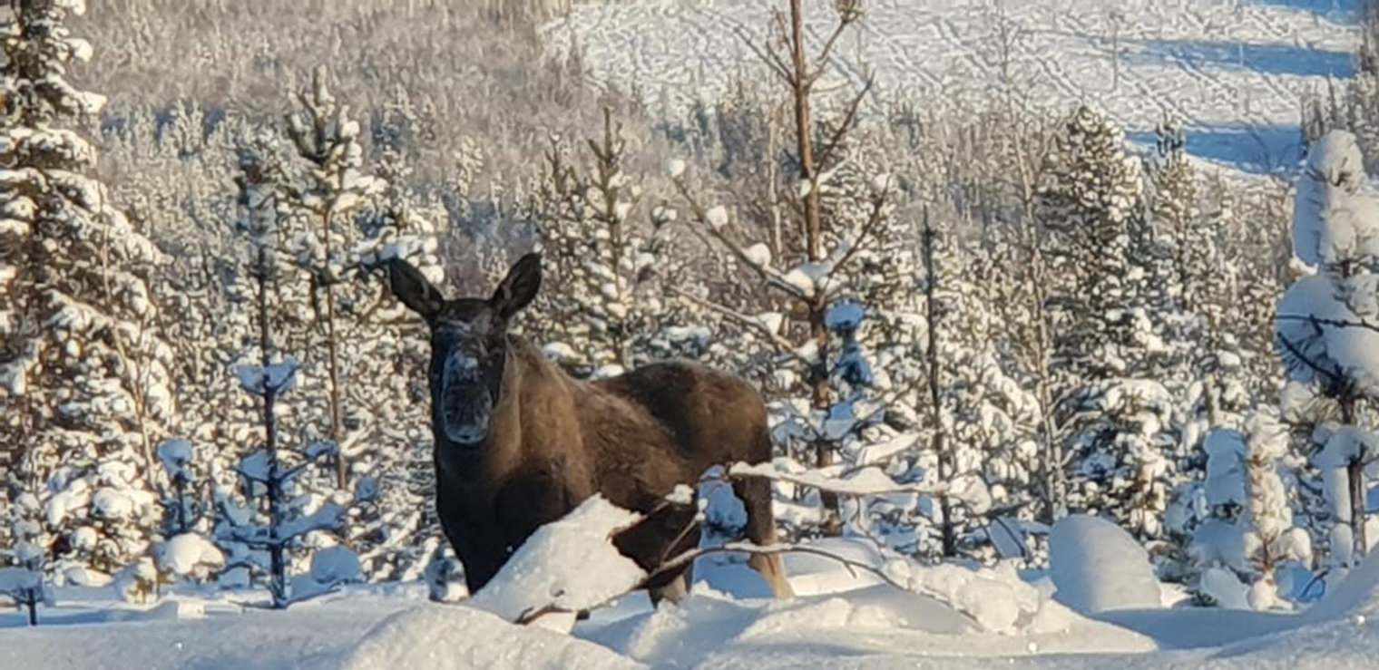 Moose Safari 1