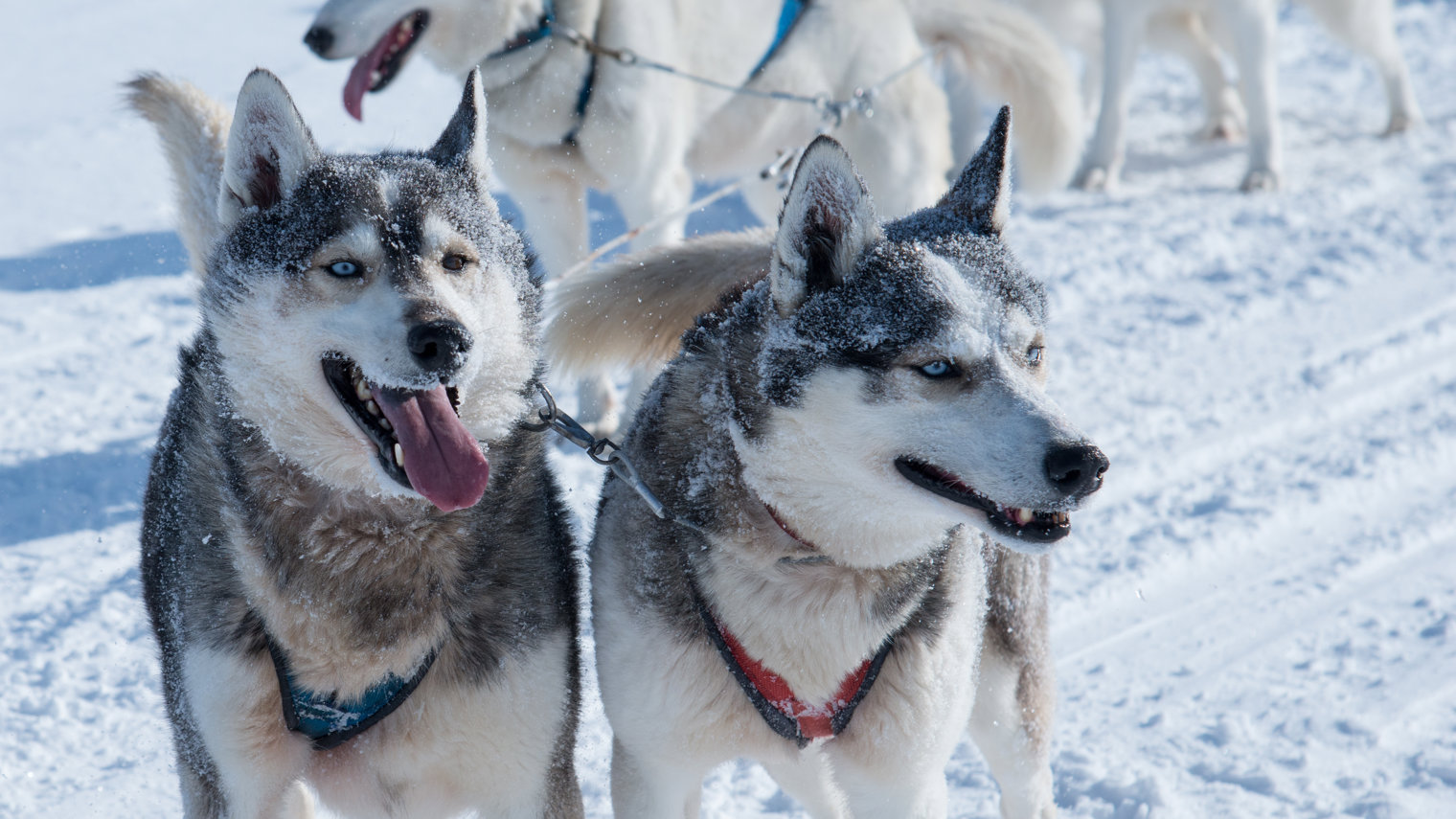 Winterdogs