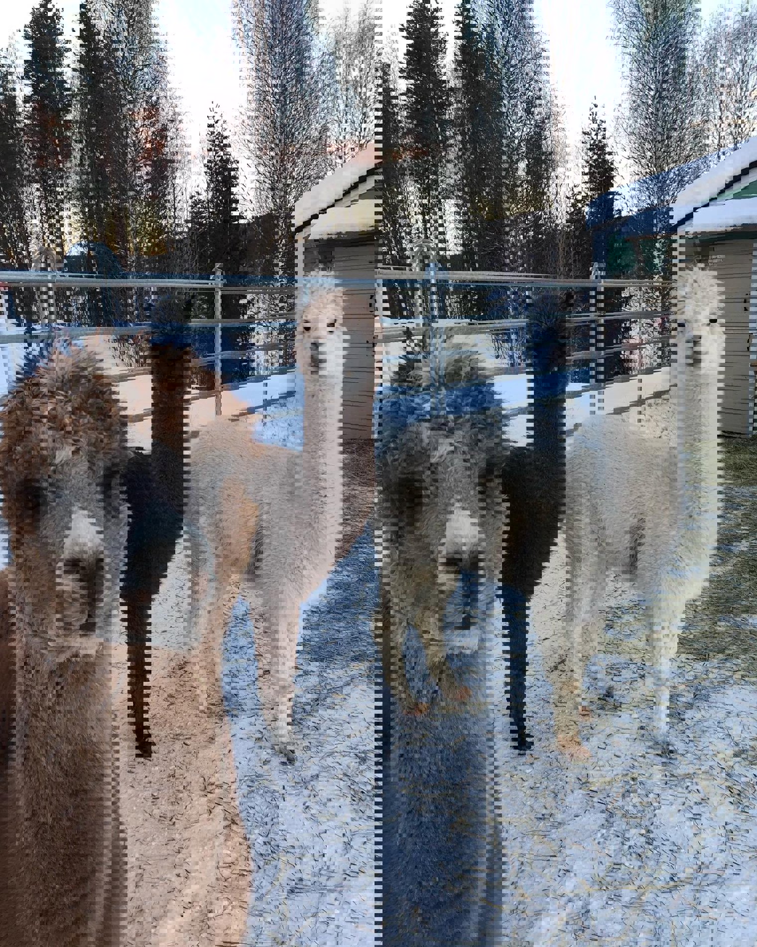 271628467 600750731011632 6971258579145761077 N