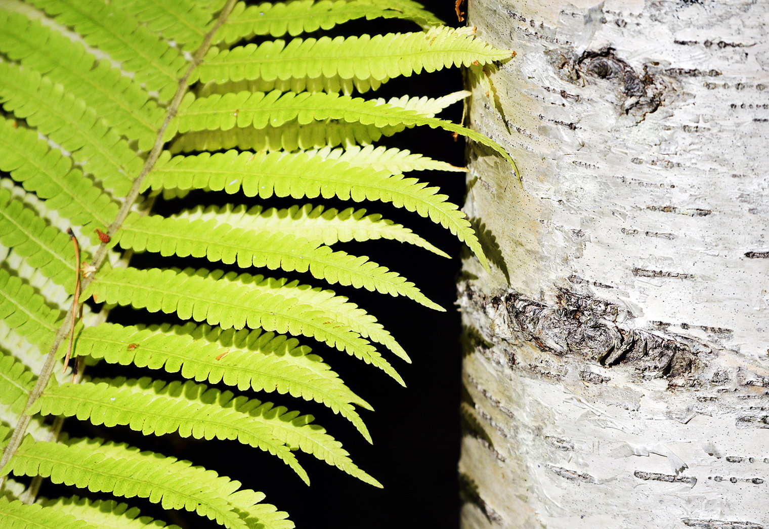 Wilderness Photo 4