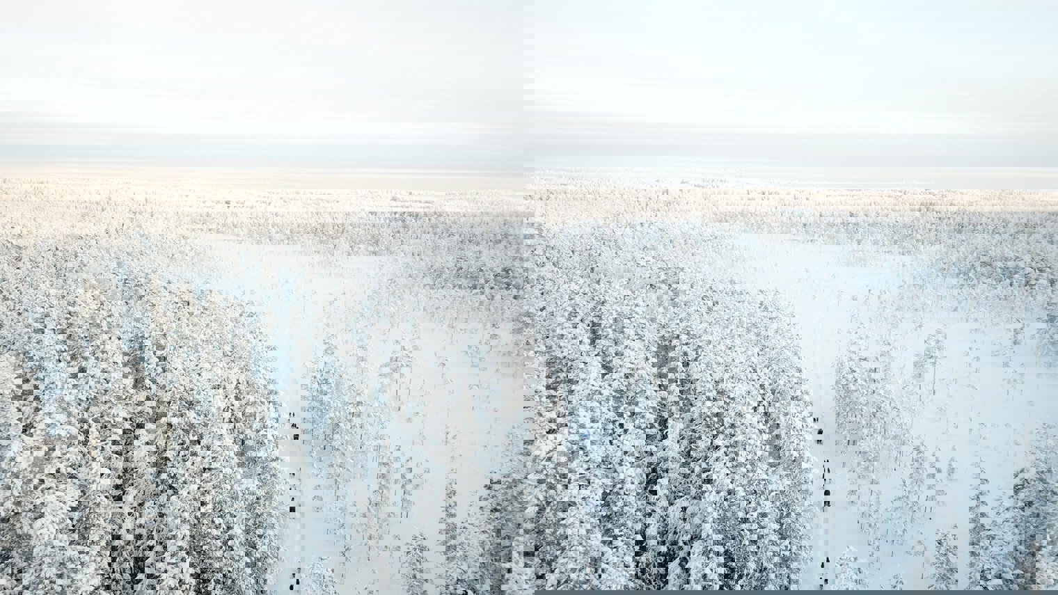 Yellow Snow Husky 8