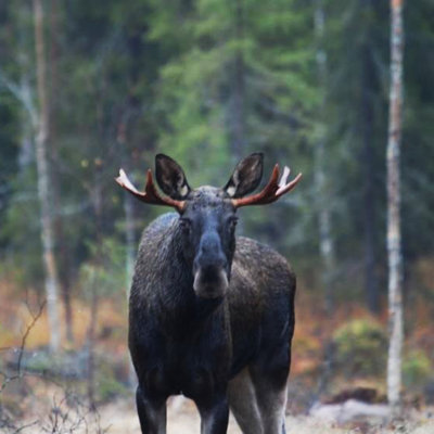 Moosesafari