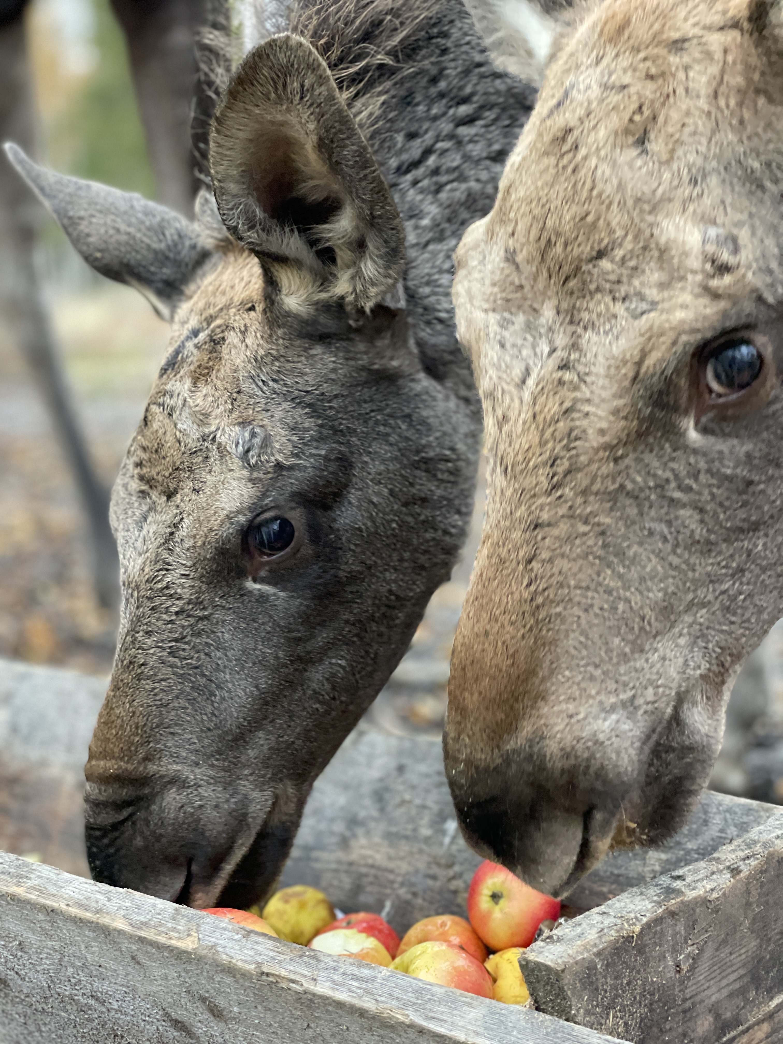 20211001 112935435 Ios