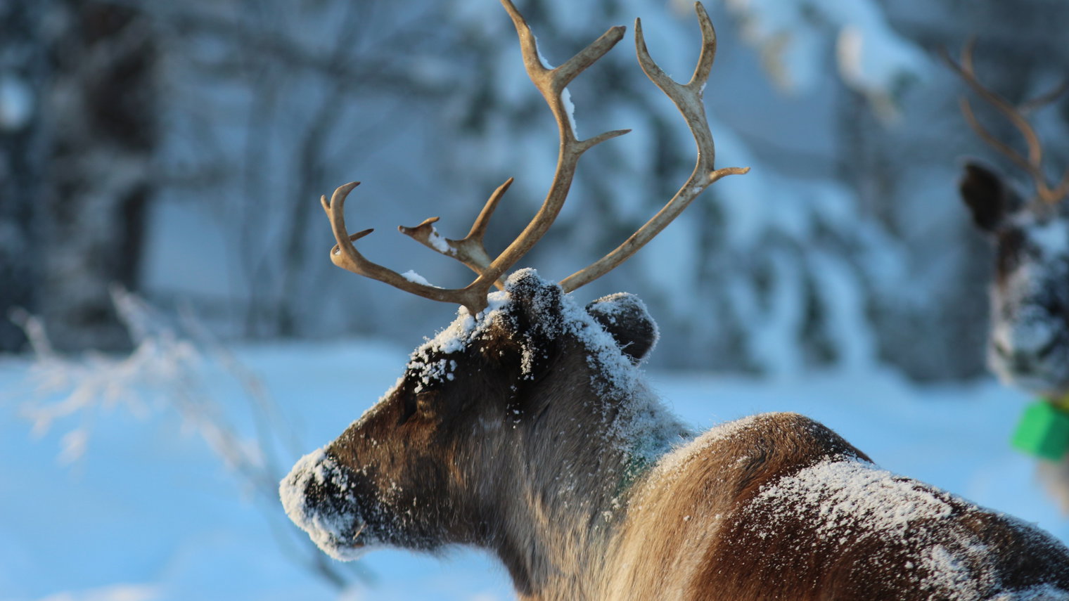 Arctic Tour 7