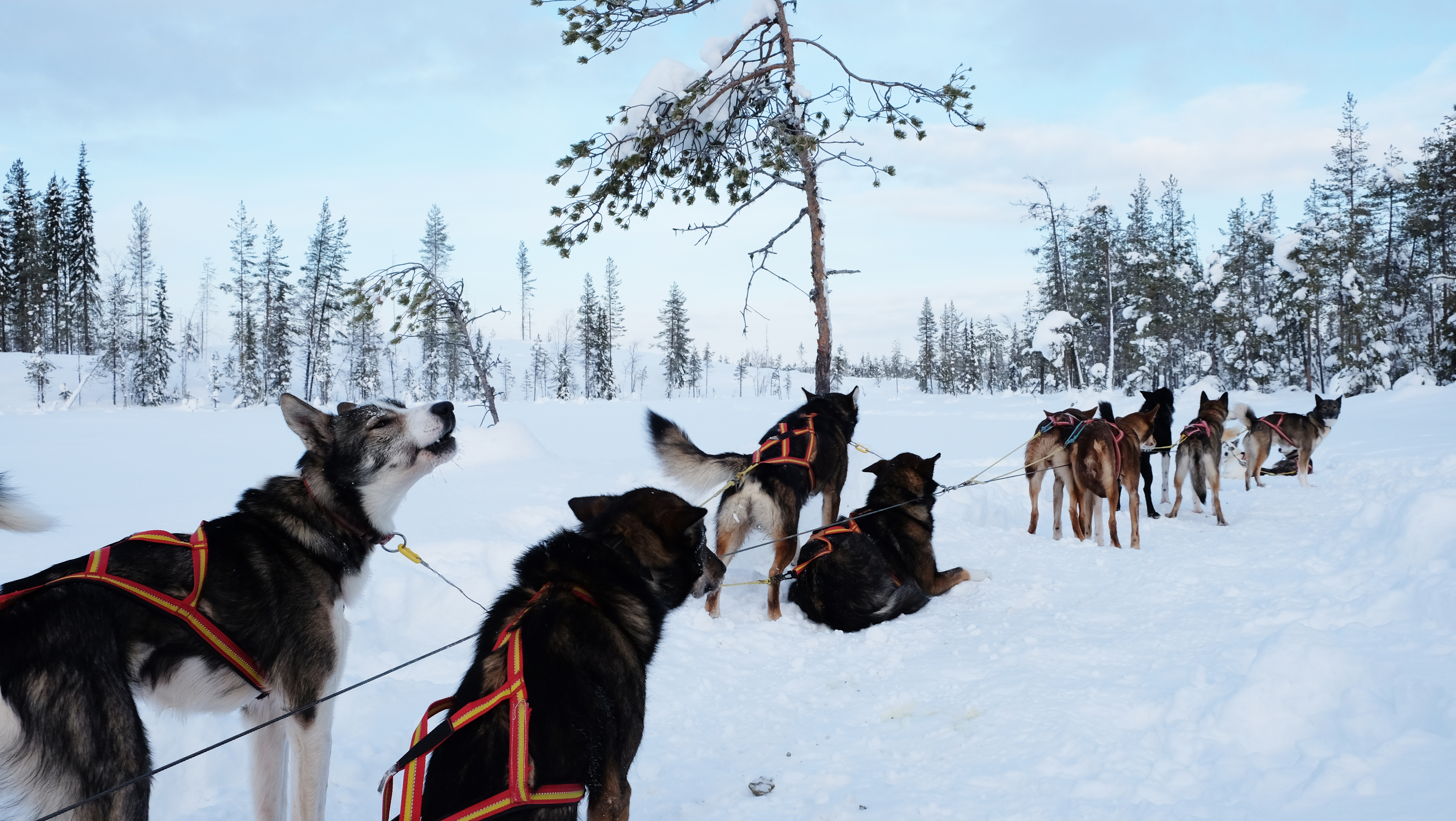 Husky Sled Tours in Swedish Lapland, Harads - Arctic Bath