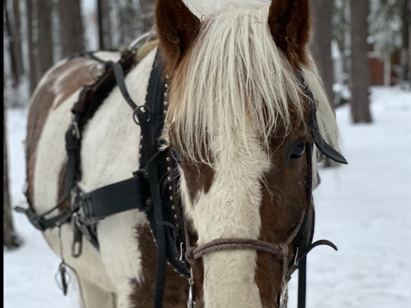 Närbild på westernhäst från Rånisgården under turridning