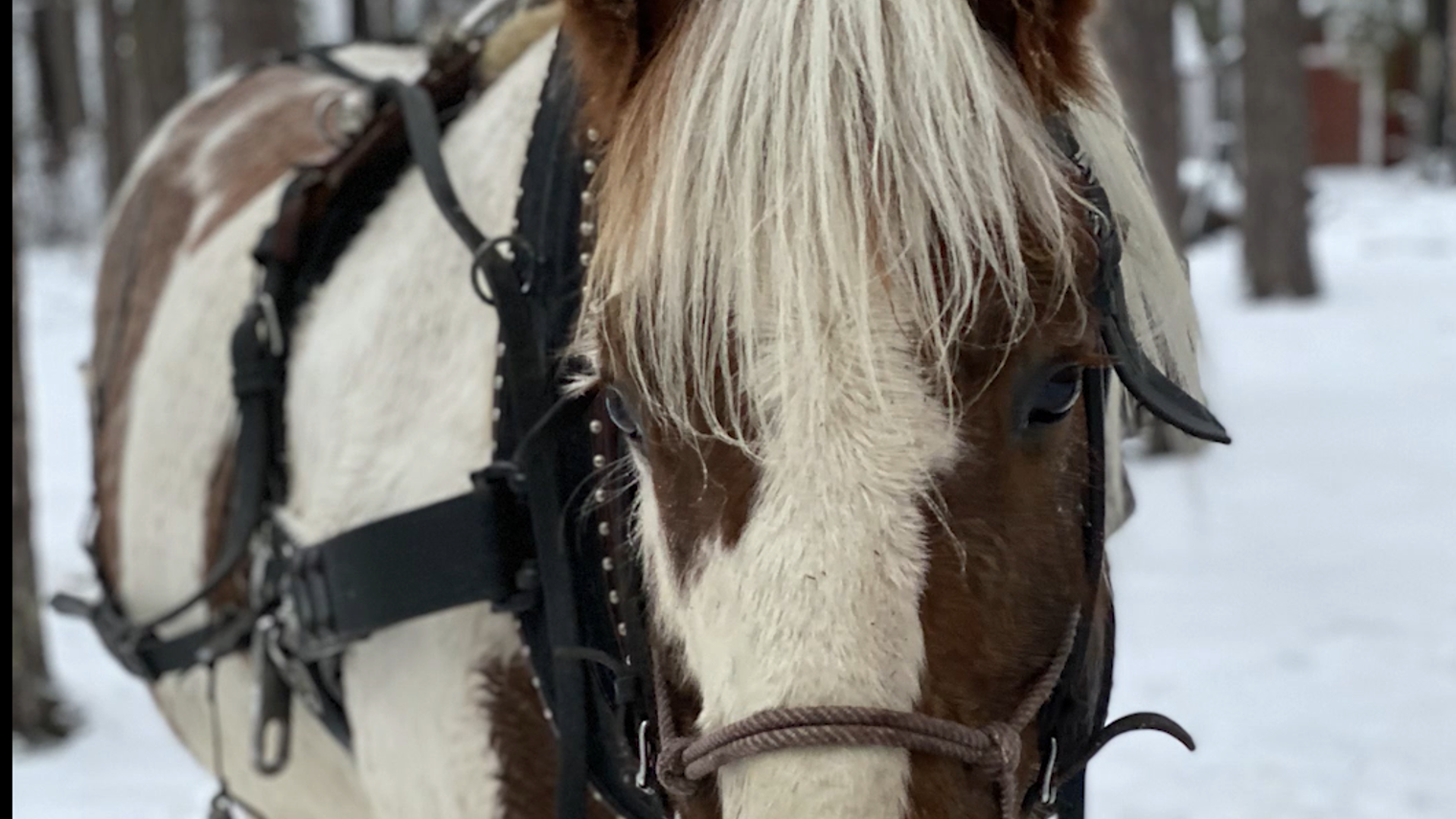 Närbild på westernhäst från Rånisgården under turridning