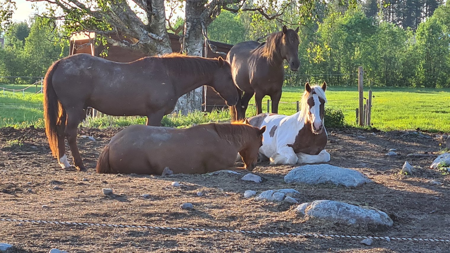 Westernhästar från Rånisgården som vilar i en hage