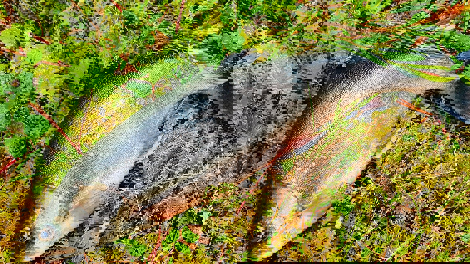 IMG 20200708 153825 782