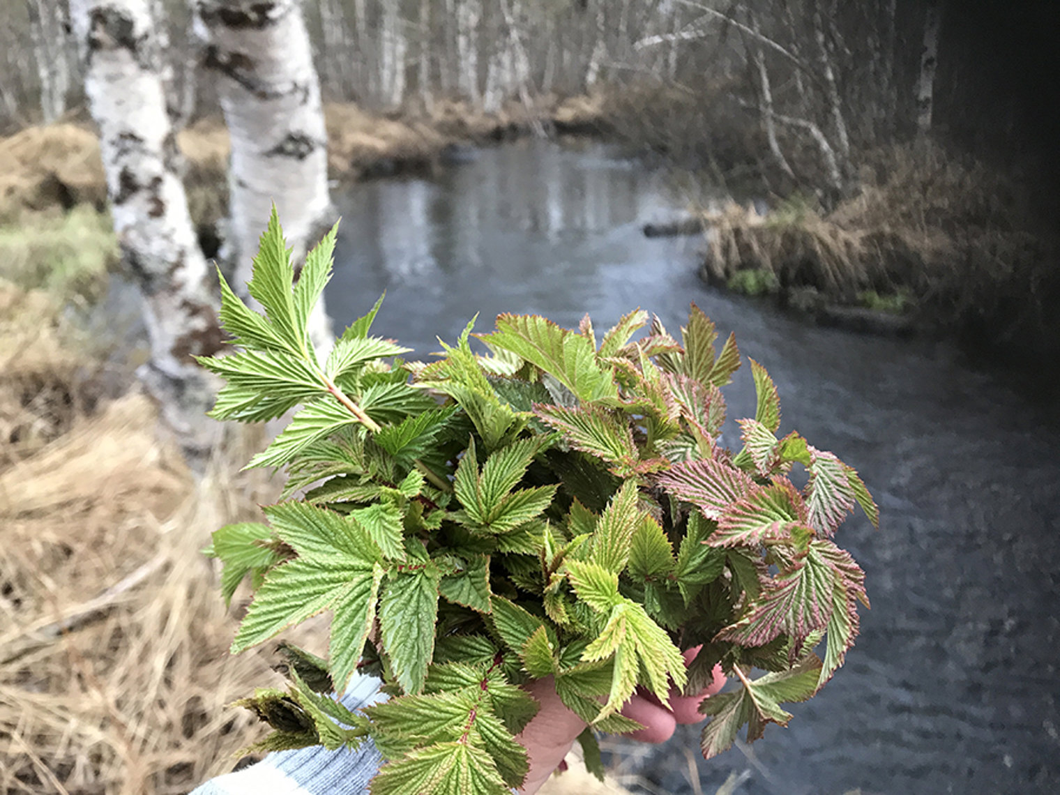 Meadowsweet Small